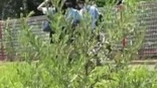 日本の十代のスカンク小便